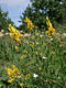 Genista tinctoria L. - Fest rekettye