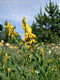 Genista tinctoria L. - Fest rekettye