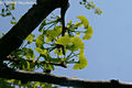 Gingko biloba L. - Pfrnyfeny