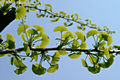 Gingko biloba L. - Pfrnyfeny