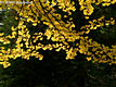 Gingko biloba L. - Pfrnyfeny