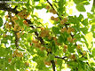 Gingko biloba L. - Pfrnyfeny