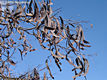 Gleditsia triacanthos L. - Lepnyfa