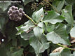 Hedera helix L. - Kznsges borostyn