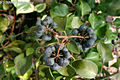 Hedera hibernica (Kirchner) Bean - r borostyn