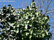 Hedera hibernica (Kirchner) Bean - r borostyn