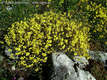 Helianthemum canum (L.) Baumg. - Szrke napvirg