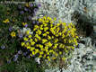 Helianthemum canum (L.) Baumg. - Szrke napvirg