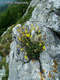 Helianthemum canum (L.) Baumg. - Szrke napvirg