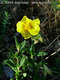 Helianthemum nummularium (L.) Mill. s. l. - Molyhos napvirg