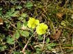 Helianthemum nummularium (L.) Mill. s. l. - Molyhos napvirg