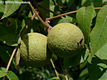 Juglans nigra L. - Fekete di