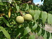 Juglans nigra L. - Fekete di