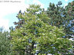Juglans nigra L. - Fekete di