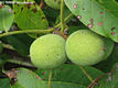 Juglans regia L. - kznsges di