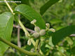 Juglans regia L. - kznsges di