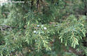 Juniperus communis L. - Kznsges borka