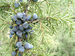 Juniperus communis L. - Kznsges borka