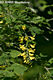 Laburnum anagyroides Medik. - Aranyes