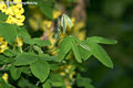 Laburnum anagyroides Medik. - Aranyes