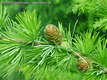 Larix decidua Mill. - Vrsfeny