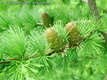 Larix decidua Mill. - Vrsfeny