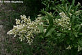 Ligustrum vulgare L. - Kznsges fagyal