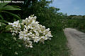 Ligustrum vulgare L. - Kznsges fagyal