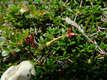 Loiseleuria procumbens (L.) Desv. - Loiseleur-hanga