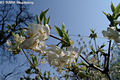 Lonicera fragrantissima Lindl. et Paxton - Illatos lonc