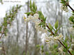 Lonicera fragrantissima Lindl. et Paxton - Illatos lonc