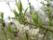 Lonicera fragrantissima Lindl. et Paxton - Illatos lonc