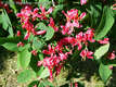 Lonicera tatarica L. - Tatrlonc