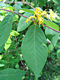 Lonicera xylosteum L. - krkelonc