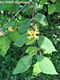 Lonicera xylosteum L. - krkelonc