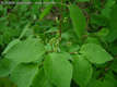 Lonicera xylosteum L. - krkelonc