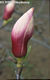 Magnolia X soulangeana Soulange-Bodin - Liliomfa