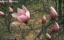 Magnolia X soulangeana Soulange-Bodin - Liliomfa