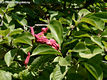 Magnolia X soulangeana Soulange-Bodin - Liliomfa