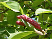 Magnolia X soulangeana Soulange-Bodin - Liliomfa