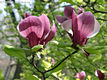 Magnolia X soulangeana Soulange-Bodin - Liliomfa