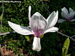 Magnolia X soulangeana Soulange-Bodin - Liliomfa