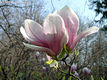 Magnolia X soulangeana Soulange-Bodin - Liliomfa