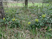 Mahonia aquifolium (Pursh) Nutt. - Mahonia