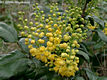 Mahonia aquifolium (Pursh) Nutt. - Mahonia