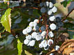 Mahonia aquifolium (Pursh) Nutt. - Mahonia