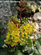 Mahonia aquifolium (Pursh) Nutt. - Mahonia