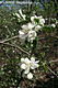 Malus sylvestris (L.) Mill. - Vadalma