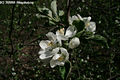 Malus sylvestris (L.) Mill. - Vadalma