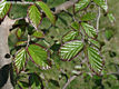 Parrotia persica C. A. Meyer - Kaukzusi vasfa